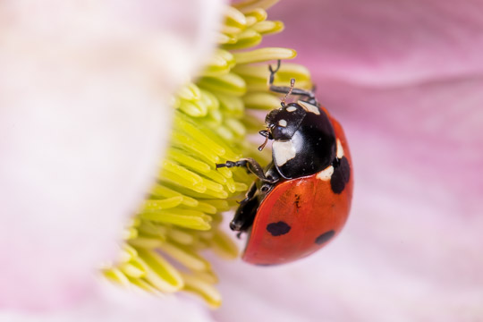 A seven-spot ladybird feeding on the yellow pollen of a clemetis flower, surrounded by the pink petals