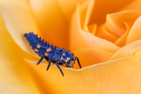 A 7-Spot ladybird larva sitting on a yellow rose flower.