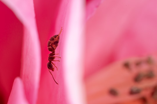 A black garden ant (*lasius niger*) making its way through a pink camellia flower