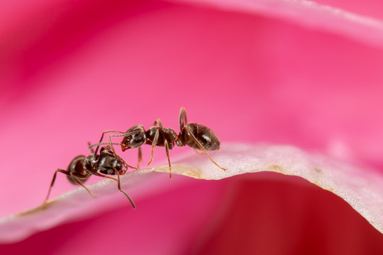 Two black garden ants (*lasius niger*) meet while searching for food on a camellia flower