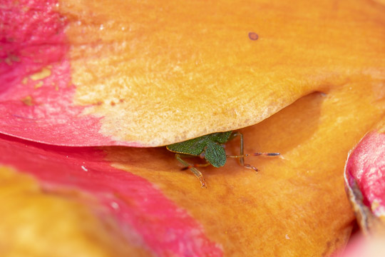 A small, green bug poking its head out from a brown and pink petal